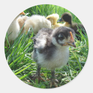 Volg de leider ronde sticker