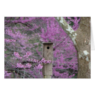 Volière parmi des fleurs de Redbud