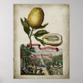 Volkamer Citrus Citrus Italiaans Landschap Poster (Voorkant)