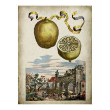 Volkamer Citrus Lemon affiche paysagère italienne