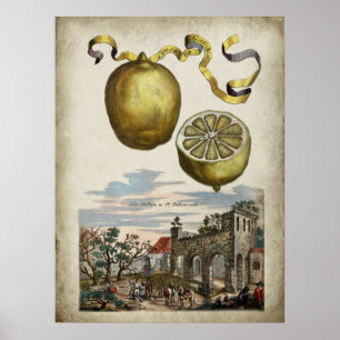 Volkamer Citrus Lemon affiche paysagère italienne
