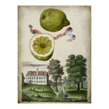 Volkamer Citrus Lemon Italiaans landschap