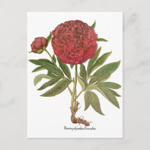  volken, volkbloemen van Basilius Besler Briefkaart