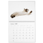 Volkomen speels: Siamese katten Kalender (Jan 2027)