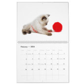 Volkomen speels: Siamese katten Kalender (Feb 2026)