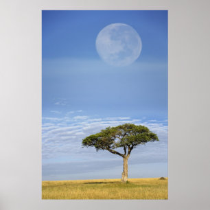 volle maan boven acacia-bomen, Masai Mara, Poster