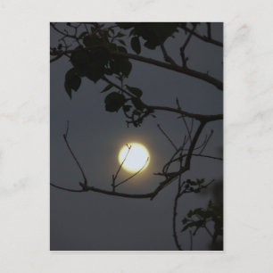 Volle maan waanzin briefkaart