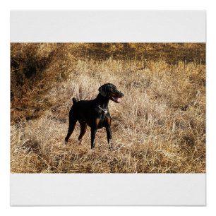 volledig in het veld perfect poster