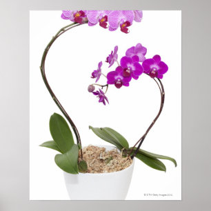 Volledig lijst Orchid geïsoleerd op een witte acht Poster