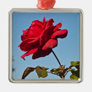 Volledig Roos van Bloom bij de Roos Bowl, Pasadena Metalen Ornament