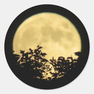 Volledige maan met boomtakken vooraan ronde sticker