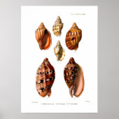 Voluta Shells Poster (Voorkant)