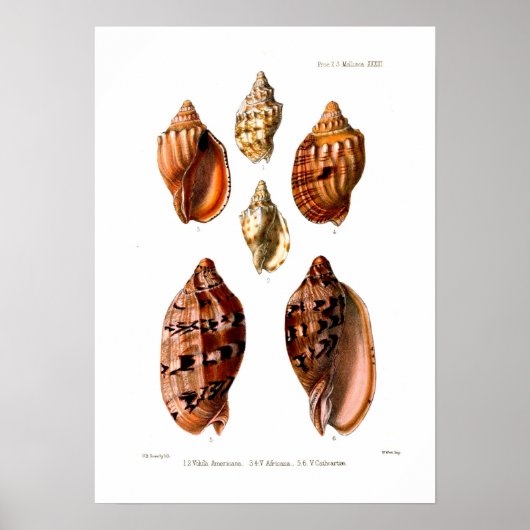 Voluta Shells Poster (Voorkant)