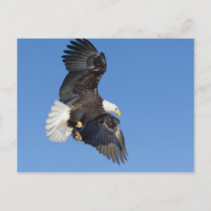 Volwassen Amerikaanse zeearend in vlucht met uitge Briefkaart