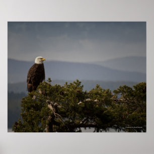 Volwassen Amerikaanse Zeearend - Kunstprint Poster