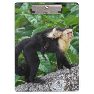 Volwassen capuchin-aap die Baby op de rug draagt Klembord