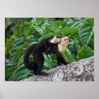 Volwassen capuchin-aap die Baby op de rug draagt