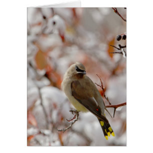 Volwassen Cedar Waxwing op doorn met sneeuw