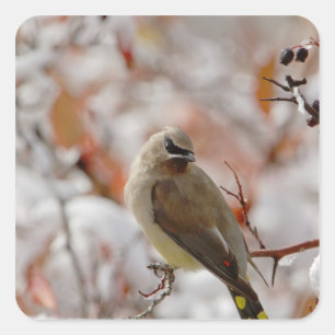 Volwassen Cedar Waxwing op doorn met sneeuw Vierkante Sticker