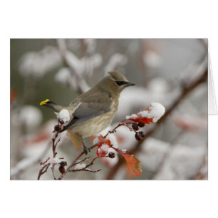 Volwassen Cedar Waxwing op meidoorn met sneeuw