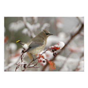 Volwassen Cedar Waxwing op meidoorn met sneeuw Foto Afdruk