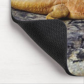 Volwassen dradendrager muismat (Hoek)