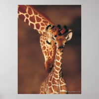Volwassen Giraffe met kalf (Giraffa camelopardalis