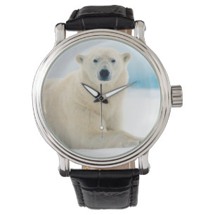Volwassen ijsbeer grote beer op het zomerijs horloge