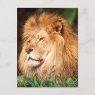 Volwassen mannelijke leeuw briefkaart
