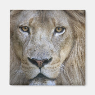 Volwassen mannelijke leeuw in de Sacramento-dieren Magneet