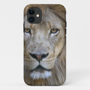 Volwassen mannelijke leeuw in de Sacramento Zoo, C iPhone 11 Hoesje