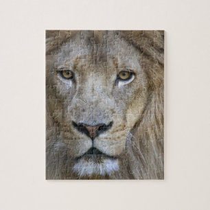 Volwassen mannelijke leeuw in de Sacramento Zoo, C Legpuzzel