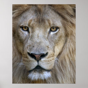 Volwassen mannelijke leeuw in de Sacramento Zoo, C Poster