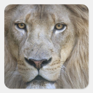 Volwassen mannelijke leeuw in de Sacramento Zoo, C Vierkante Sticker