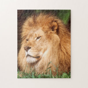 Volwassen mannelijke leeuw legpuzzel