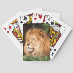 Volwassen mannelijke leeuw pokerkaarten