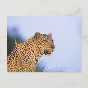 Volwassen mannelijke luipaard (Panthera pardus) Briefkaart