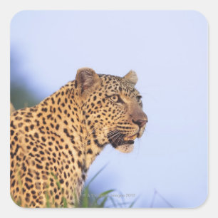 Volwassen mannelijke luipaard (Panthera pardus), r Vierkante Sticker