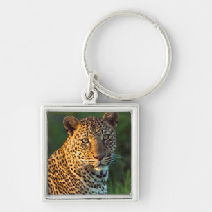 Volwassen mannelijke luipaard (Panthera Pardus) we Sleutelhanger