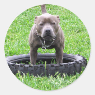 Volwassen mannelijke Staffordshire Terrier klaar o Ronde Sticker