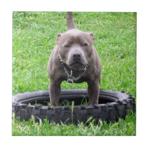Volwassen mannelijke Staffordshire Terrier klaar o Tegeltje