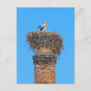 Volwassen ooievaar in nest op schoorsteen.JPG Briefkaart