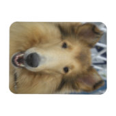 Volwassen ruw collie magneet (Horizontaal)