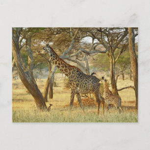 Volwassen vrouwelijke en jonge giraffe, Giraffa Briefkaart