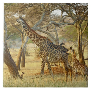 Volwassen vrouwelijke en jonge giraffe, Giraffa Tegeltje