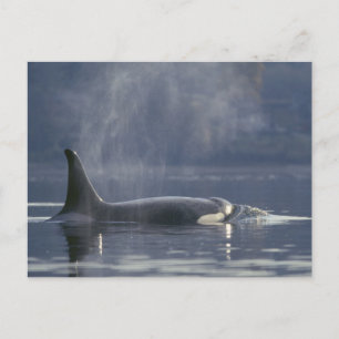 Volwassen vrouwelijke orka (Orcinus orca), Puget Briefkaart