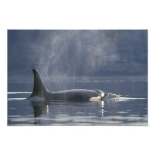 Volwassen vrouwelijke orka (Orcinus orca), Puget Foto Afdruk