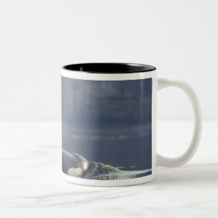 Volwassen vrouwelijke orka (Orcinus orca), Puget Tweekleurige Koffiemok