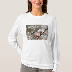 Volwassen zijdevink op meidoorn met sneeuw t-shirt