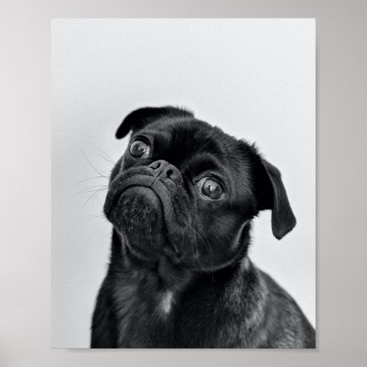 Volwassen zwarte pug poster (Voorkant)
